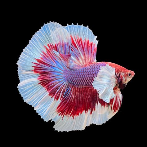 where to find betta fish|Betta Fish for Sale: Top Varieties & Vibrant Colors .